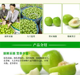 元謀鮮果香 蜜棗與大青棗，品味云南的陽(yáng)光味道